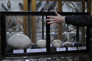 Giant Egg collection, Zoological Museum, Lviv