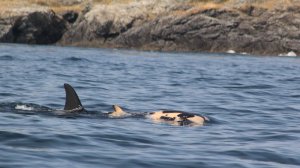 Southern Resident Killer Whale carrying her dead baby. Photo by Taylor Shedd