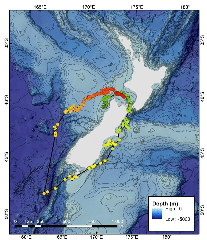 Blue whale satellite tracking