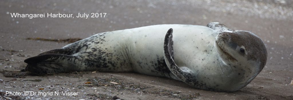 Leopard seal - photo credit Dr. Ingrid Visser