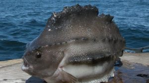 Lumpfish, image from icefishnews.com