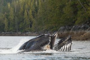 Humpback whales bubble-net feeding in British Columbia, Canada. Photo credit Leticiaà Legat