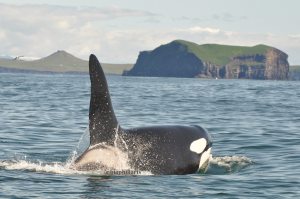 Killer whale off Vestmannaeyjar, Iceland. Photo credit Leticiaà Legat