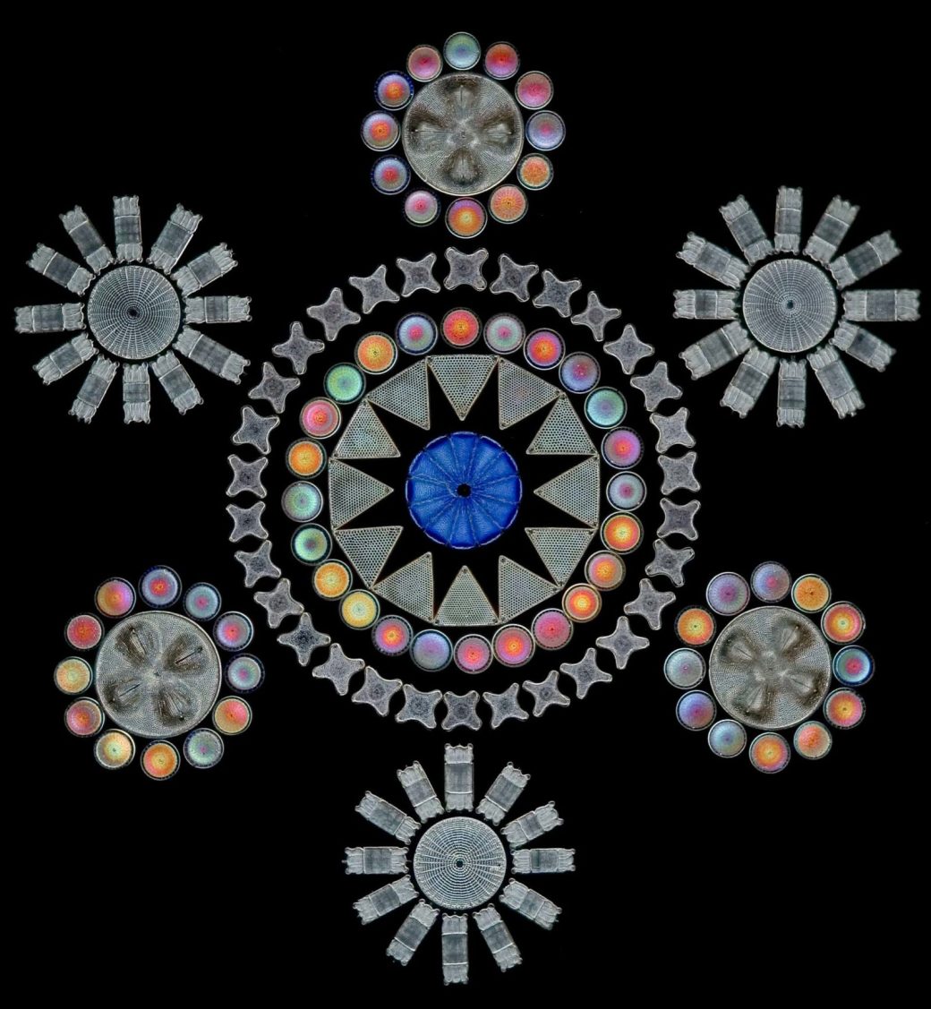 Work by German microscopist J.D. Möller